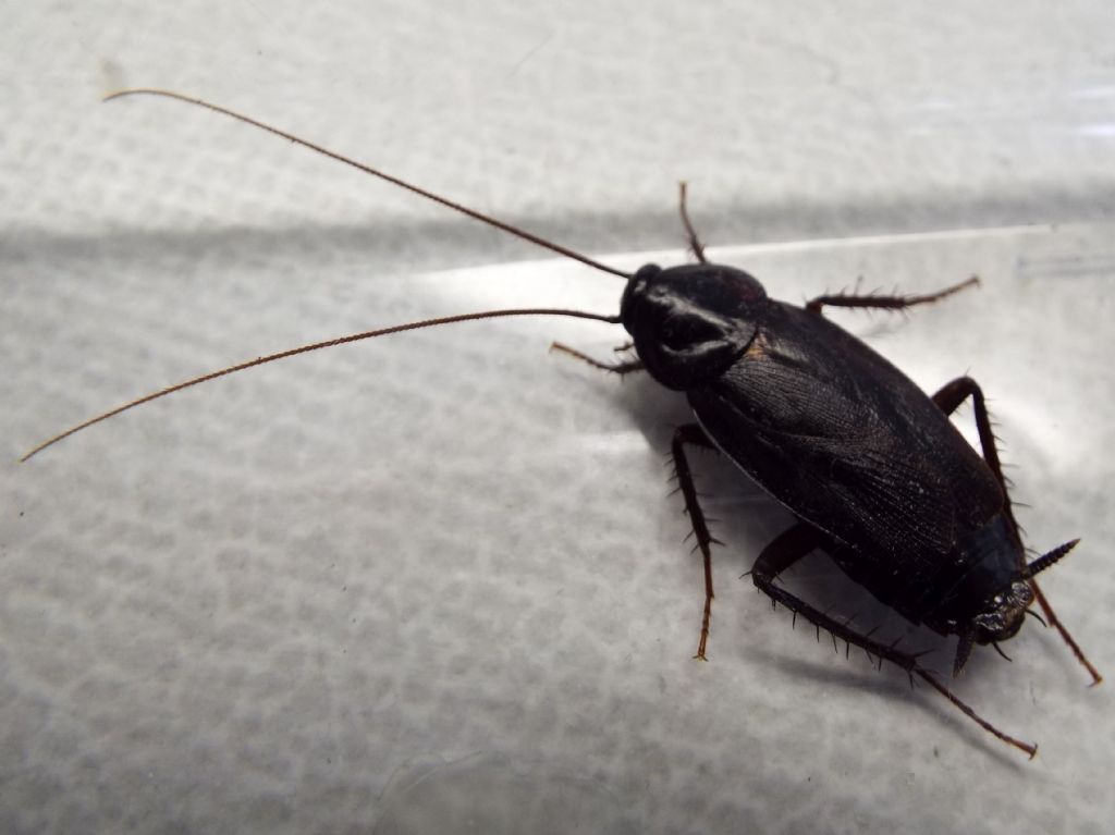 Blatta orientalis Linnaeus, 1758
